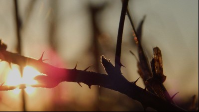 immagine-articolo-celebrazione-penitenziale-di-quaresima-un-invito-alla-riconciliazione-nella-comunita-accademica